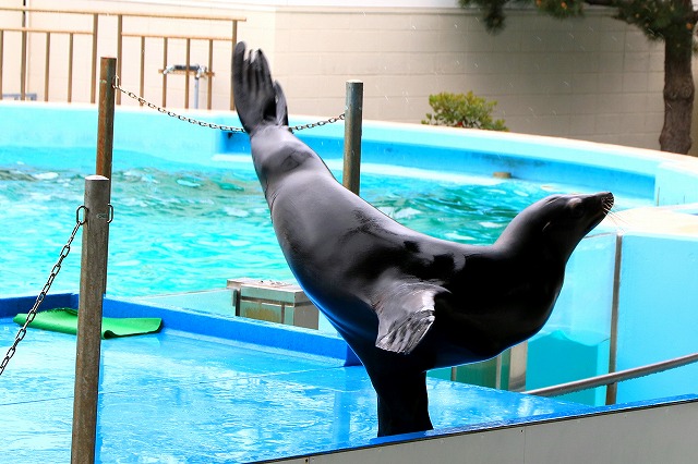 のとじま水族館-11