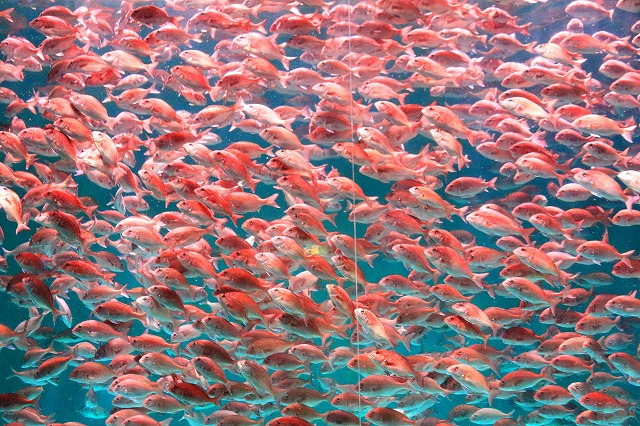 のとじま水族館-4