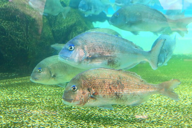 のとじま水族館-6