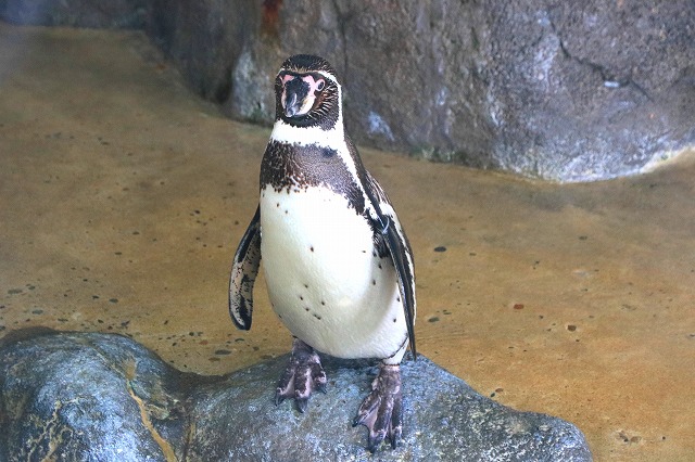 のとじま水族館-7