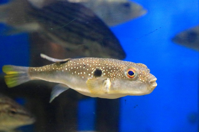 のとじま水族館-8
