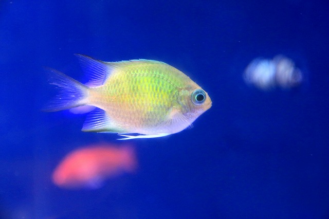 のとじま水族館-9