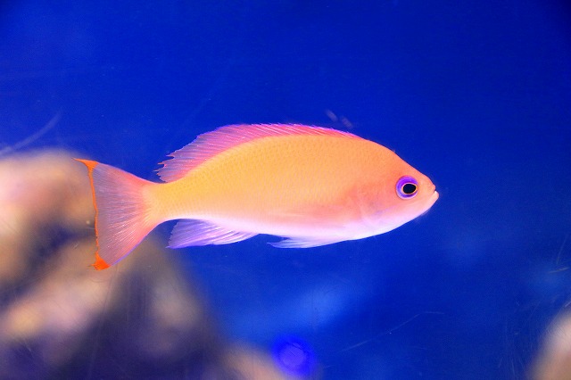 のとじま水族館-10