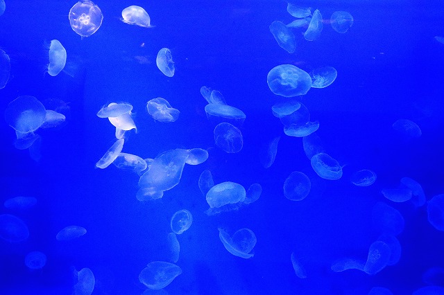 のとじま水族館-11