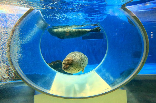 のとじま水族館-15