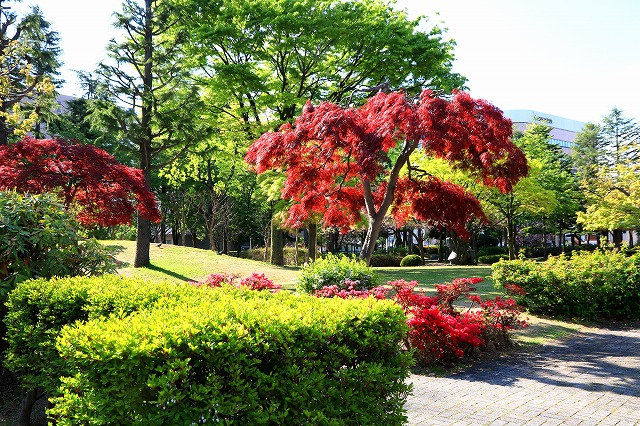 青い森公園-3