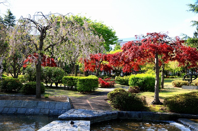 青い森公園-6