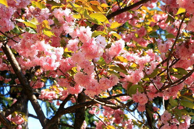 青い森公園-12