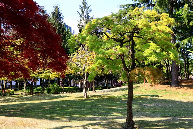 青い森公園-13