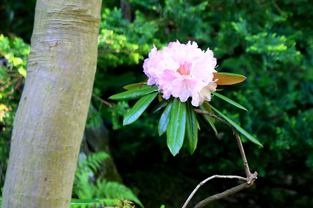 藤田記念庭園-8