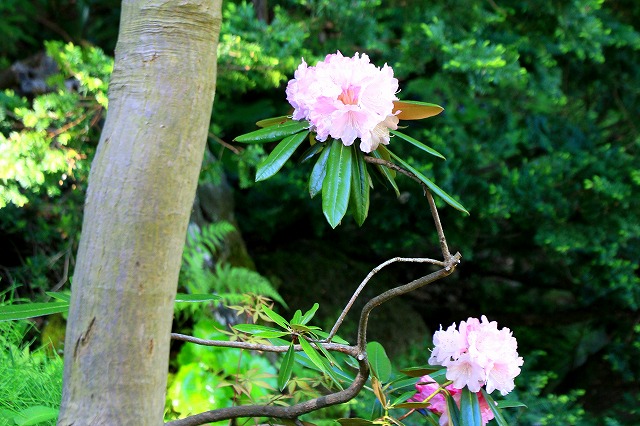 藤田記念庭園-9