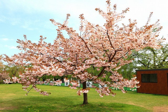 弘前公園-8