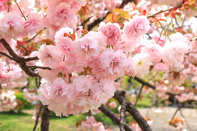 弘前公園-9