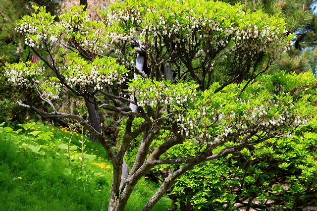 弘前公園-10