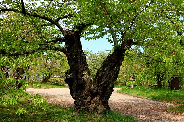 弘前公園-11
