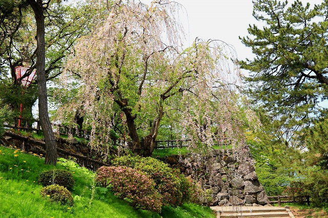 弘前公園-12