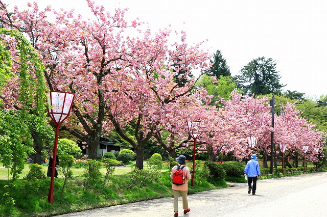 弘前公園-16