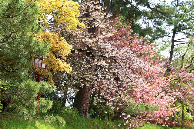 弘前公園-5