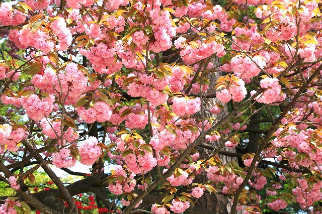 弘前公園-6