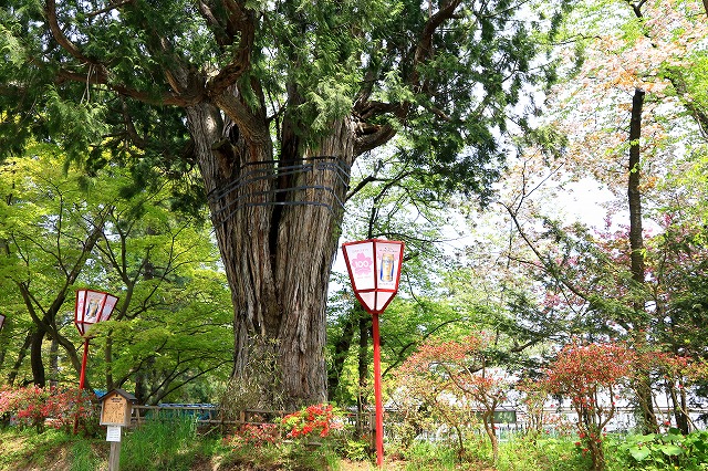 弘前公園-10