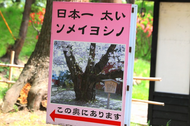 弘前公園-13