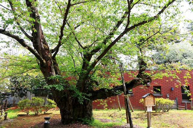 弘前公園-14