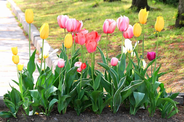 チューリップの花