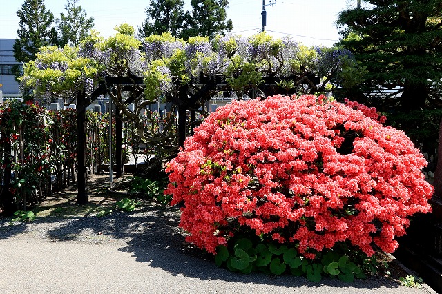 藤先寺-4