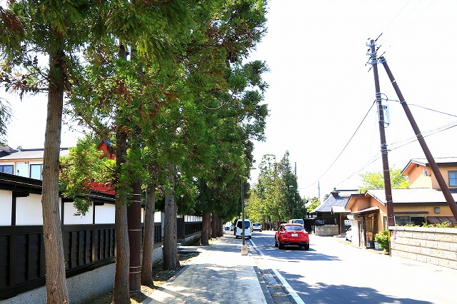 杉林-1