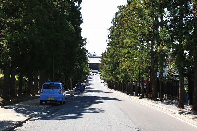 杉林-3