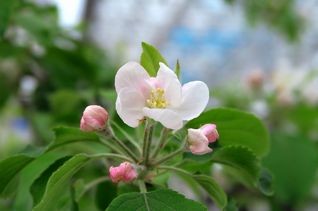 りんごの花-1