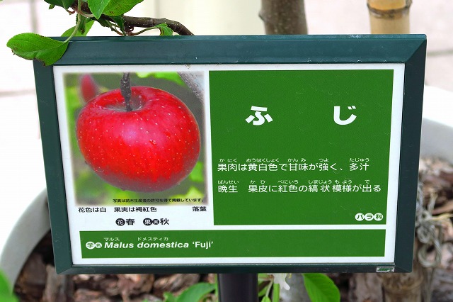 りんごの花-2