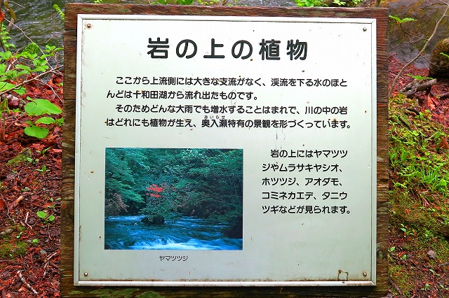 奥入瀬渓流-8