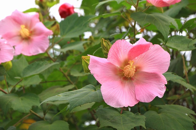 道端に咲く花-1