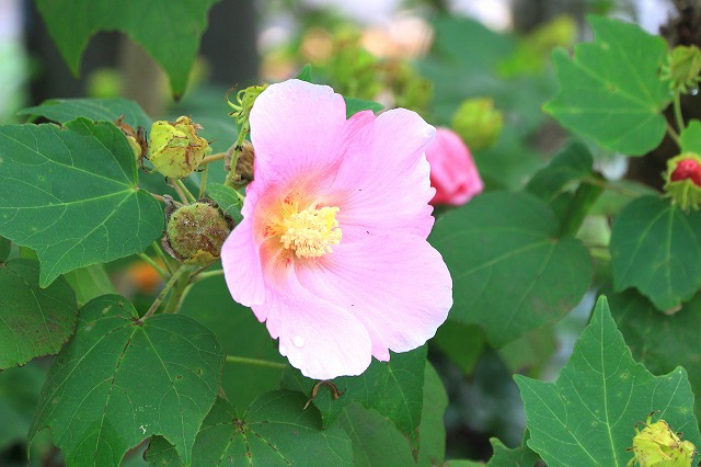 道端に咲く花-2