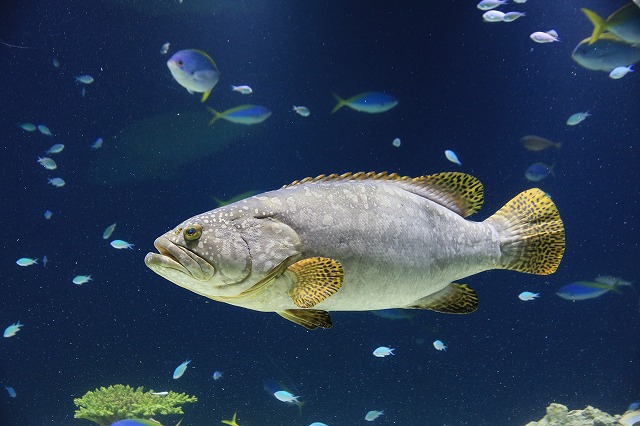大きな魚