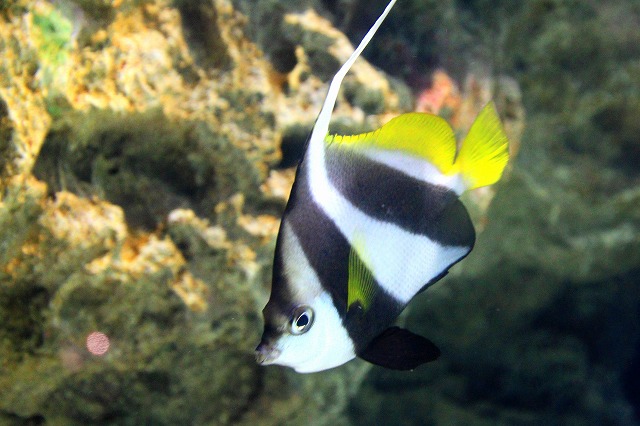 きれいな魚