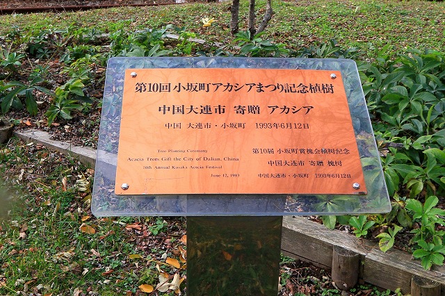 小坂-47