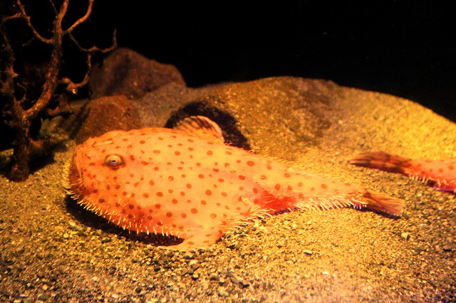 深海水族館-11