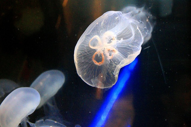 深海水族館-118