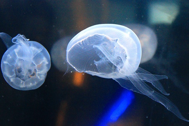 深海水族館-122