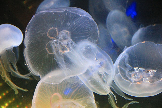 深海水族館-123