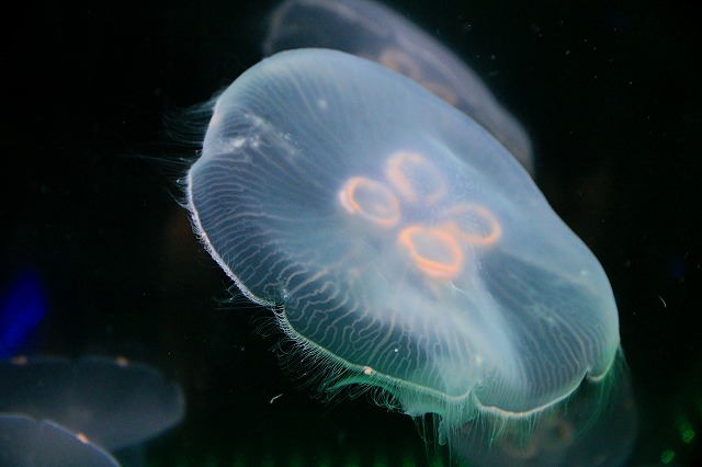 深海水族館-124