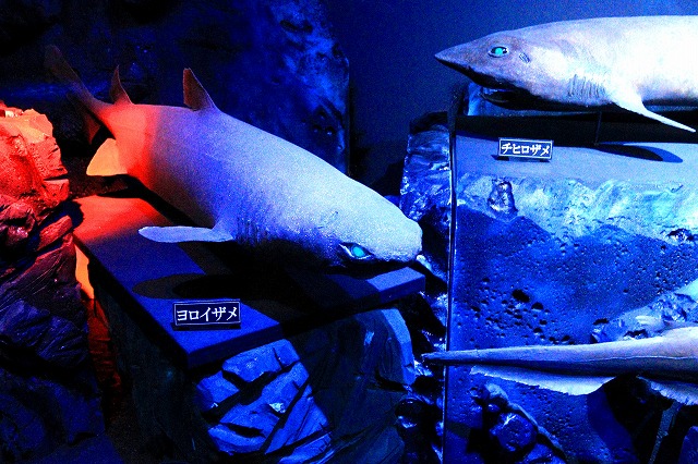 シーラカンス 魚拓（布製） シーラカンス原寸大魚拓 布製 幅