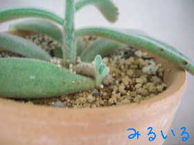 我が家のウサギと言えば!!多肉植物『月兎耳』さん2!
