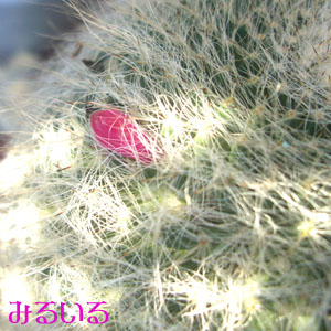 サボテン銀河の実は花と同じ色♪|手作りアクセサリー工房みるいる