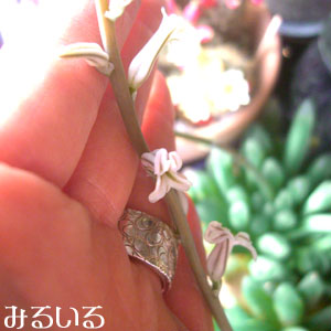 今年もレイトニー×オブツーサの花が咲きました!|手作りアクセサリー工房みるいる