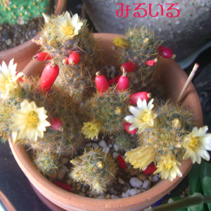 サボテンの花超満開!!|手作りアクセサリー工房みるいる