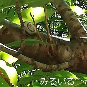 桜の木の枝でヒトヤスミ|手作りアクセサリー工房みるいる