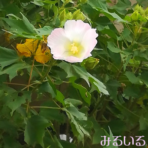見上げれば芙蓉だらけ|手作りアクセサリー工房みるいる